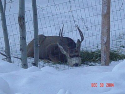Junior The Buck Deer Story Image